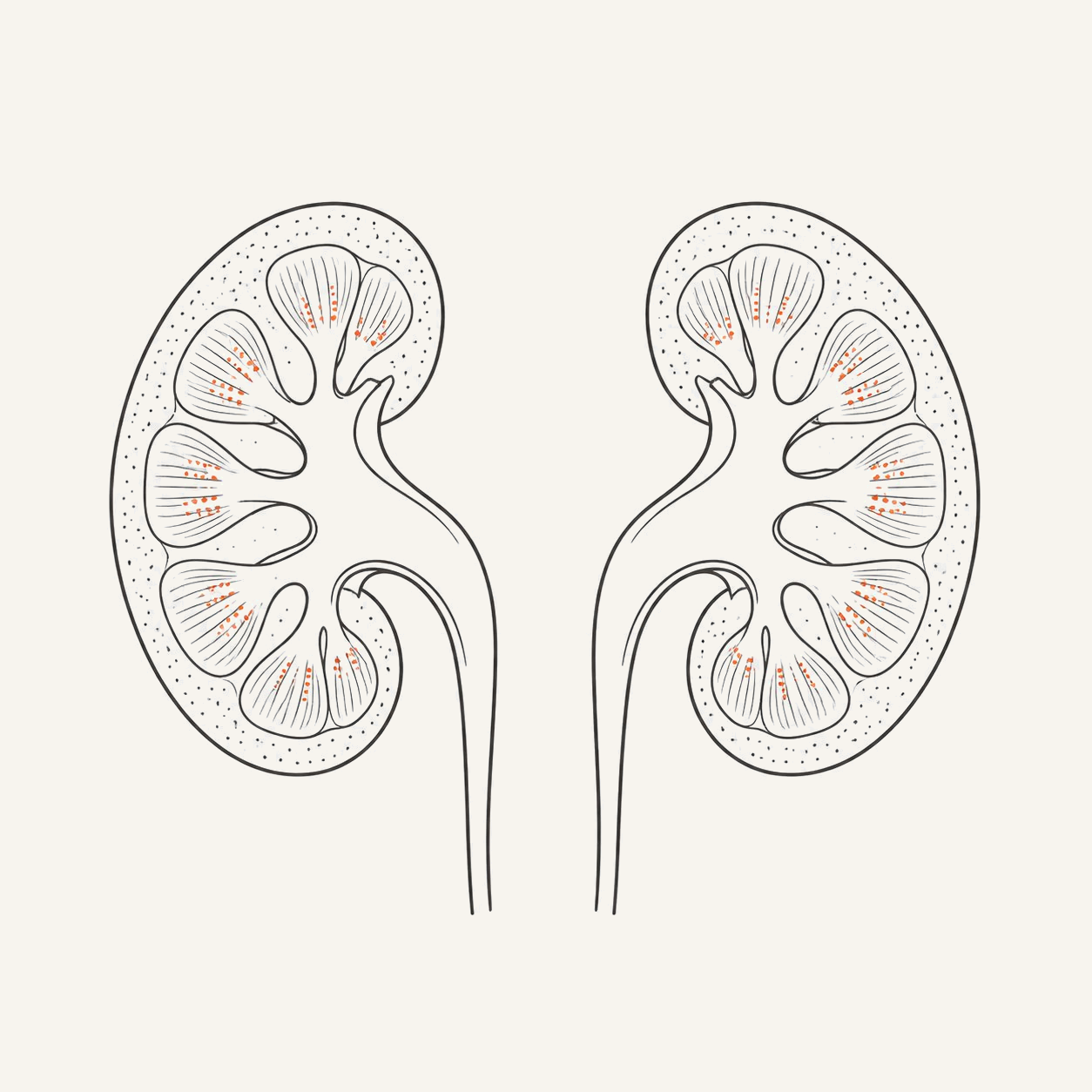 慢性腎臓病のイラスト